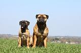 BULLMASTIFF 470